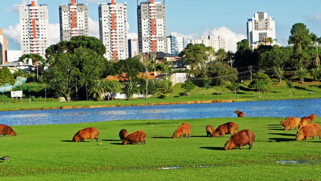 Capivaras pastando às margens do lago no Parque Barigui, com prédios residenciais ao fundo em Curitiba.
