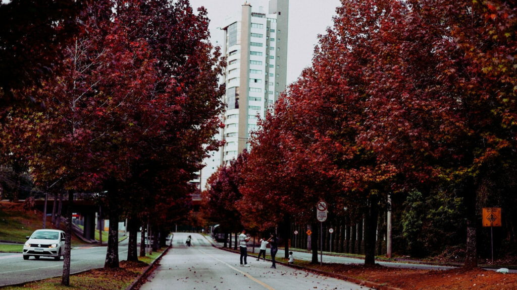 Rua arborizada em Curitiba no outono, com folhas avermelhadas e edifício ao fundo.