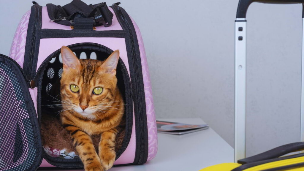 Gato em bolsa de transporte sobre uma mesa em um quarto de hotel.